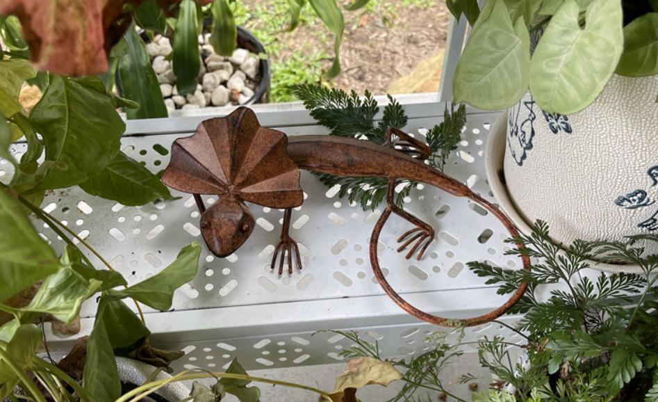RUSTIC FRILLED NECK LIZARD ⋆ Spend With Us - Buy From a Bush Business